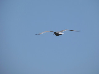 Gaviotas volando y surcando el cielo azul con el fondo del azul mar mediterráneo