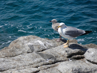 Gaviotas en su isla particular, con sus acantilados y el mar mediterráneo siempre presente