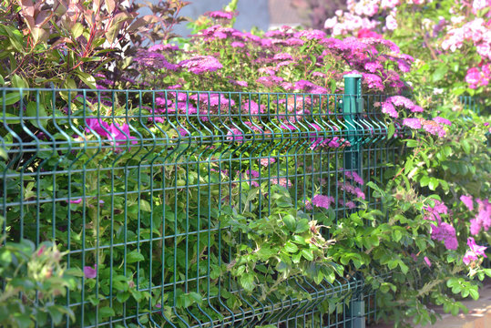 close on green wire netting in a beautiful various hedge blooming and fencing a garden
