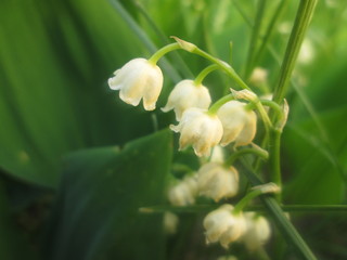 white flower