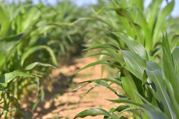 close on leaves of corn growint in a field