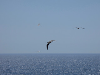 Fototapeta na wymiar Gaviotas volando y surcando el cielo azul con el fondo del azul mar mediterráneo