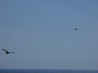 Gaviotas volando y surcando el cielo azul con el fondo del azul mar mediterráneo
