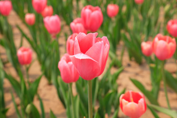 Tulips flowers in the garden