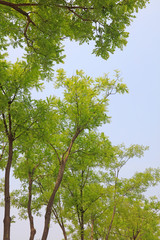 Pagoda tree in the sky