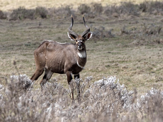 Very rare Mountain nyala, Tragelaphus buxtoni, is a large antelope, lives only in a small area of Bale National Park, Ethiopia