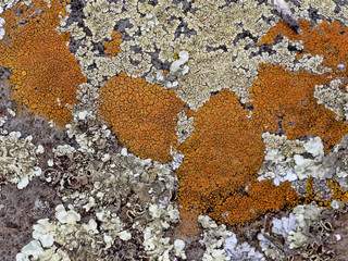 Amazing Lichen in Bale National Park, Ethiopia