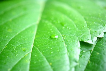 雨上がりの葉のしずく