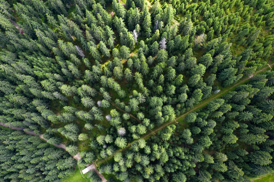 Fresh pine forest drone view. © erika8213