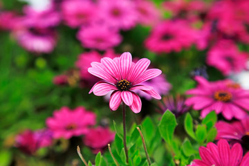 Obraz premium Marigold in full bloom