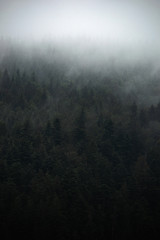 Misty landscape with fir forest in hipster vintage retro style