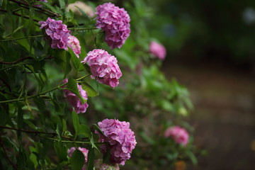 紫陽花
