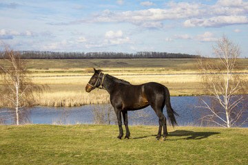 brown horse closeup on a green spring meadow against the backdrop of a valley with a river and dry reeds under a blue sky