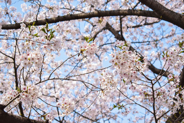 sakura