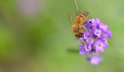 close on a honey bee on lavender flower on green background