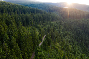 Sunlight in spruce forest in the sunset - drone view.