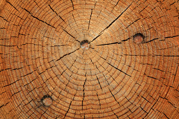 Fototapeta premium Tree rings and cracks