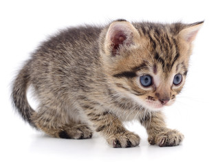 Kitten on white background.