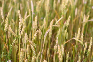 A golden field of wheat and a sunny day. The ear is ready for a wheat harvest close-up, illuminated by sunlight, against the sky. Soft focus. the space of sunlight on the horizon. Idea concept is rich