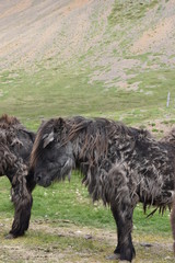 Beautiful wild Icelandic horses with mountains in background