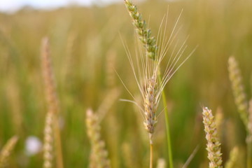 A golden field of wheat and a sunny day. The ear is ready for a wheat harvest close-up, illuminated by sunlight, against the sky. Soft focus. the space of sunlight on the horizon. Idea concept is rich