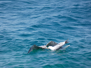Fototapeta premium Lucha a muerte, una gaviota adulta lucha y mata a otra gaviota más joven; lucha cruel y sin piedad