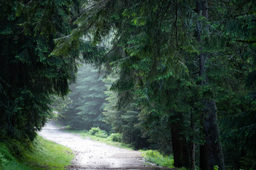 Fototapeta premium Sun shining over forest lane. Country road, path through pine forest.