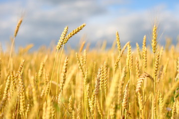Fototapeta premium A golden field of wheat and a sunny day. The ear is ready for a wheat harvest close-up, illuminated by sunlight, against the sky. Soft focus. the space of sunlight on the horizon. Idea concept is rich