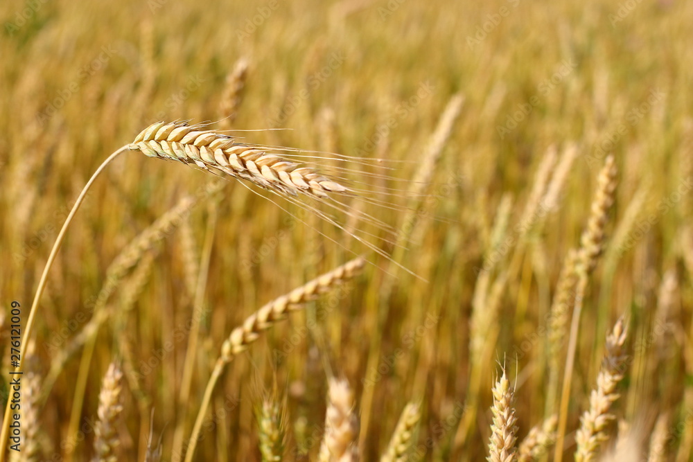 Wall mural a golden field of wheat and a sunny day. the ear is ready for a wheat harvest close-up, illuminated 