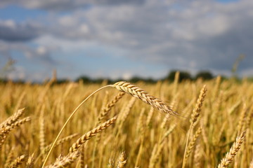 A golden field of wheat and a sunny day. The ear is ready for a wheat harvest close-up, illuminated by sunlight, against the sky. Soft focus. the space of sunlight on the horizon. Idea concept is rich
