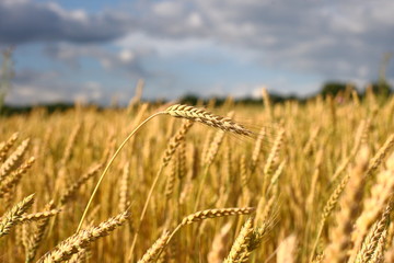 A golden field of wheat and a sunny day. The ear is ready for a wheat harvest close-up, illuminated by sunlight, against the sky. Soft focus. the space of sunlight on the horizon. Idea concept is rich