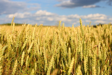 Fototapeta premium A golden field of wheat and a sunny day. The ear is ready for a wheat harvest close-up, illuminated by sunlight, against the sky. Soft focus. the space of sunlight on the horizon. Idea concept is rich