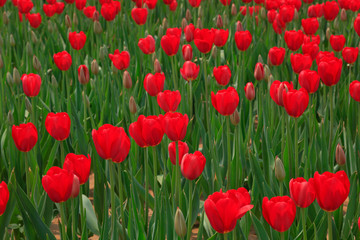 Fototapeta na wymiar Tulips flowers in the garden