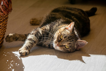  A domestic five-color cat lies on the floor in the sun next to a wicker vintage basket. Dramatic shadow. Looking into the frame