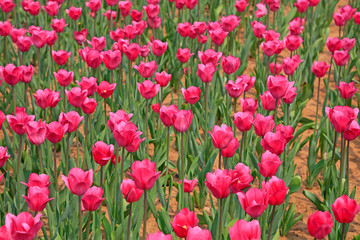 Tulips flowers in the garden