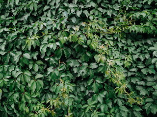 Obraz premium Many green ivy leaves. Nature background. Overcast weather. Wall.
