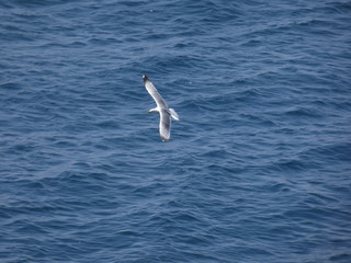 Gaviotas sobrevolando los acantilados y vigilando a sus polluelos