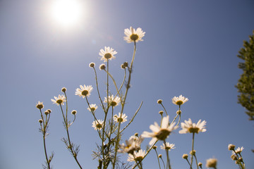 The Golden ring of Russia. Sunny summer day in Yaroslavl. Bank of the Kotorosl river.