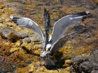 Dos gaviotas luchando a muerte sin compasión con mucha violencia, la gaviota  adulta con más experiencia va a ser la ganadora de esta cruel batalla. La Gaviota joven tiene las alas de color Pardo © Jorge