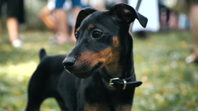 Cute german pinscher dog looking at the camera in sitting position on the grass in slowmotion
