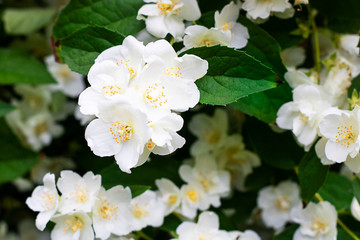 Fototapeta premium White flowers of jasmine with green leaves, Three in focus. Spring and summer background or wallpaper for gardening, plants and hobby. Horizontal