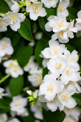 Fototapeta premium White flowers of jasmine with green leaves, Three in focus. Spring and summer background or wallpaper for gardening, plants and hobby. Vertical