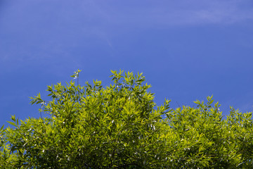 The Golden ring of Russia. Sunny summer day in Yaroslavl. Bank of the Kotorosl river. Bright green willow leaves against the cloudless blue sky of Yaroslavl