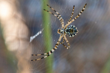 Spider weaving his cloth to hunt