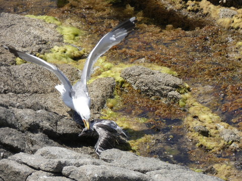 Dos gaviotas luchando a muerte sin compasi&oacute;n con mucha violencia, la gaviota  adulta con m&aacute;s experiencia va a ser la ganadora de esta cruel batalla. La Gaviota joven tiene las alas de color Pardo