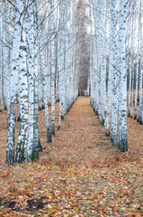 Autumn landscape. Rows of white birch trunks in a birch grove on a blanket of yellow autumn leaves.