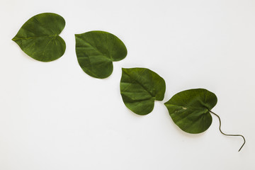 Obraz premium Flat lay of tropical leaves with copyspace
