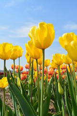 Obraz premium field of yellow and orange colorful tulips in Holland with blue sky background