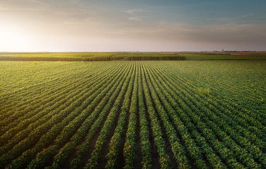 Soybean Field Rows