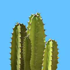 Fototapeta premium Art Green Cactus silhouette in the blue background